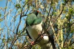 Pidgeons-in-Fraser-St-garden