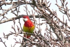Rosella-in-Fraser-St-back-garden