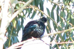 Tui-in-Fraser-St-back-garden